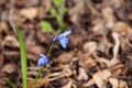 Early Siberian Squill