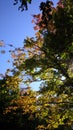 Changing colors of leaves in early fall