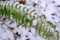 Early snow. Autumn thickets of ferns are covered by the unexpected snow of southern, subtropical forests. Snow covered Royalty Free Stock Photo