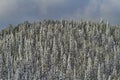 Early snow dusts mountain top trees Royalty Free Stock Photo