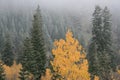 Early snow and fog in fall #3 Royalty Free Stock Photo