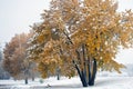 Early snow on yellow leaves