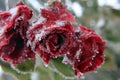 Early snowfall in autumn Royalty Free Stock Photo