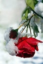 Early snowfall in autumn