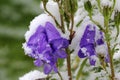 Early snowfall in autumn