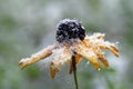 Early snowfall in autumn