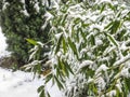 Early snowfall in the garden. Green leaves of evergreen bamboo Phyllostachys aureosulcata are covered with snow.