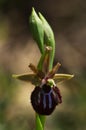 Early Spider Orchid flower - Ophrys incubacea