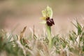 A pretty Early Spider Orchid Ophrys sphegodes Formerly Ophrys aranifera .