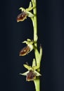 Early Spider Orchid