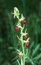 Early spider orchid ophys sphegodes