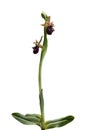 Early Spider Orchid plant isolated - Ophrys incubacea
