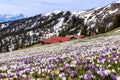 Early sping on the Alps mountain with the first blooming wild crocus flowers Royalty Free Stock Photo