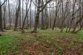 Early sprinftime forest with lot of snowdropis in CHKO Poodri in Czech republic