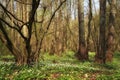 Early spring alder forest, April anemones on the forest floor