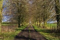 Early spring avenue of Lime Trees leading to farm Royalty Free Stock Photo