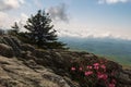 Early spring azaleas on the top of Grandfather Mountain in North Carolina