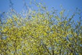 Early spring background of first fresh leaves of birch tree branches in spring sunlight Royalty Free Stock Photo