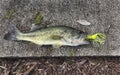 Early Spring Bass Catch Royalty Free Stock Photo