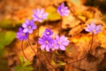 Early spring beautiful flowers. Hepatica nobilis Royalty Free Stock Photo