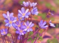 Early spring beautiful flowers. Hepatica nobilis. Toned Royalty Free Stock Photo