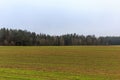 Early spring beautiful landscape, green field, foggy morning, winter crops. Royalty Free Stock Photo