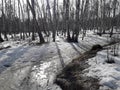 Early spring in a birch grove. Melting snow and puddles on the road in the forest. Scenery. Seasonal rural scene. Royalty Free Stock Photo