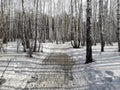 Early spring in a birch grove. Melting snow and puddles on the road in the forest. Scenery. Seasonal rural scene. Royalty Free Stock Photo