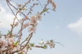 Early spring blooming Almond tree flowers and branches over blue sky nature background Royalty Free Stock Photo