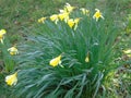 Early daffodils brighten the early spring environment Royalty Free Stock Photo