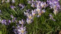 Early spring blooming flowers. Violet crocus field. Floral carpet