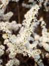 Early spring. Blooming wild plum blackthorn Royalty Free Stock Photo