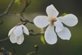 Magnolia Alexandrina close up, spring background