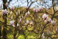 Magnolia tree capture during spring walk in the garden. Soft, white and pink magnolia flowers Royalty Free Stock Photo