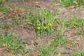 Early spring blossom of gagea lutea