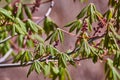 Early Spring Blossoms and Verdant Leaves, Close-Up View