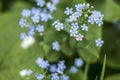 Early spring.Blue flowers Brunnera macrophylla Siberian bugloss  in a garden. Royalty Free Stock Photo