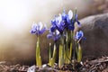 Early spring blue irises in the sun