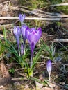 Early spring bright violet crocus flowers bloom in sunlight between green leaves Royalty Free Stock Photo