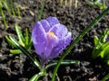 Early spring bright violet crocus flower bloom in sunlight with water drops on petals with dark background Royalty Free Stock Photo