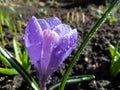 Early spring bright violet crocus flower bloom in sunlight with water drops on petals Royalty Free Stock Photo