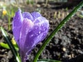 Early spring bright violet crocus flower bloom in sunlight with water drops on petals Royalty Free Stock Photo