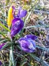 Early spring bright violet and yellow crocus flower bloom in sunlight covered with frost Royalty Free Stock Photo