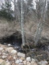 Early spring brook