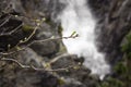 Spring buds at Garden Creek Falls