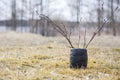 Springtime mood with branches of alder tree in unique handmade vase of clay