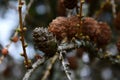 Early spring buds and cones of coniferous Larch tree hybrid called Dunkeld Larch Royalty Free Stock Photo