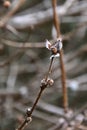 Early spring buds of Henry Honeysuckle shrub