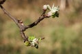 Early spring, buds swelled and spreads first leaves of fruit tree, pear