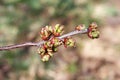 Early spring, buds swelled and spreads first leaves of fruit tree, red cherry